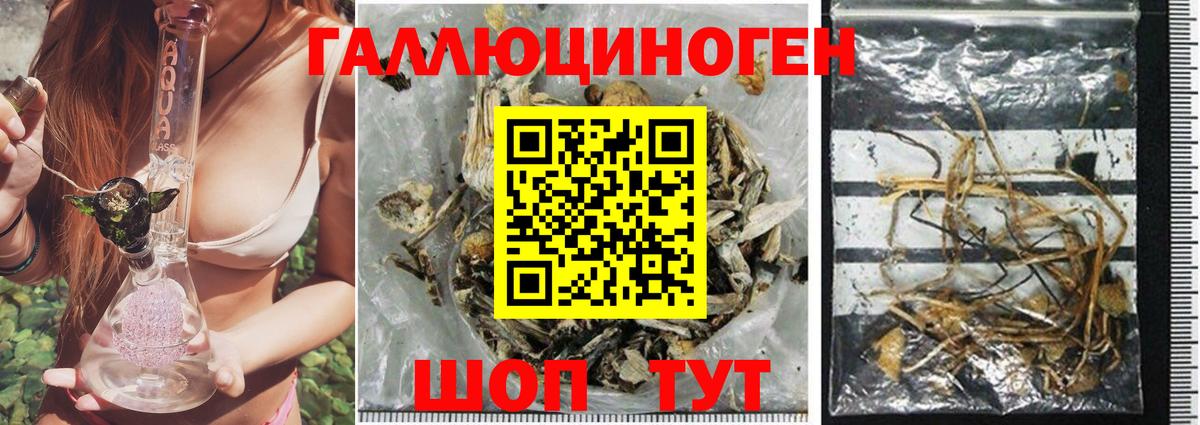 Галлюциногенные грибы мицелий Городец
